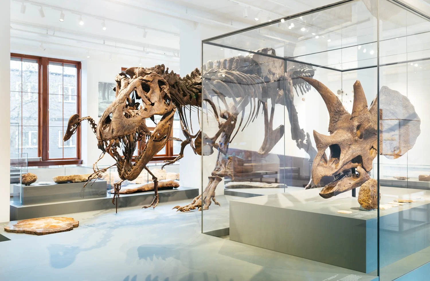 Snicket features preview